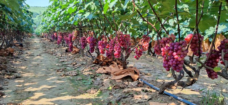 河南鲁山辛集葡萄专业生产基地巨峰葡萄大量上市