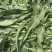 现货青贮玉米秸秆