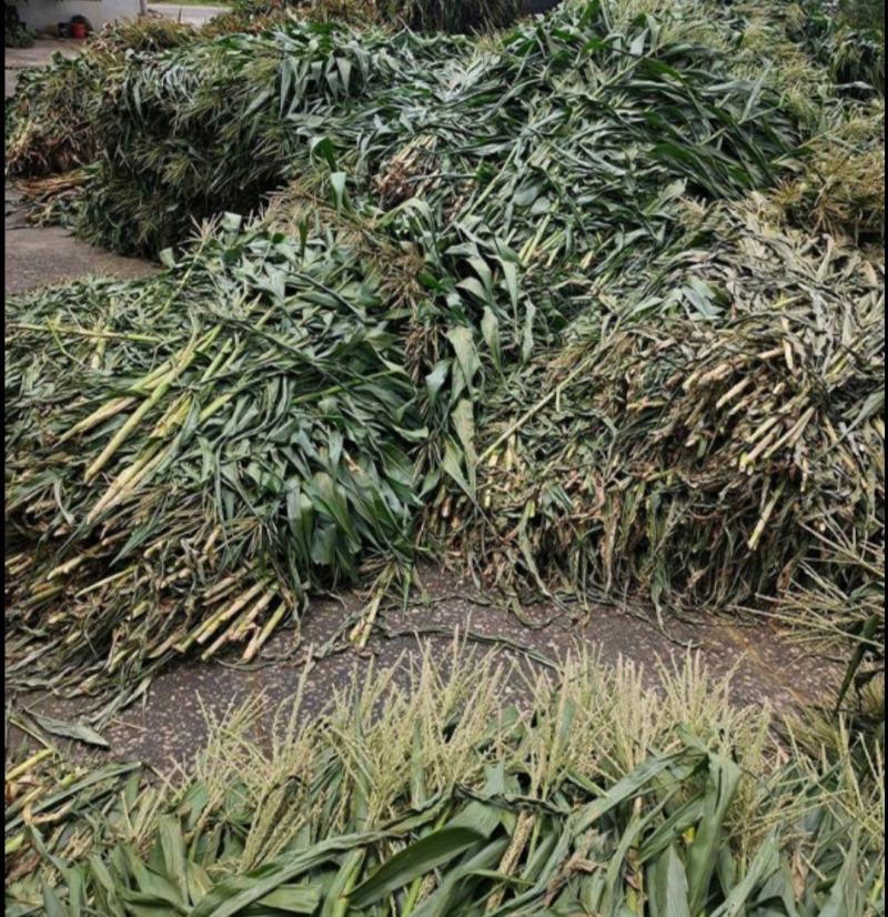 现货青贮玉米秸秆