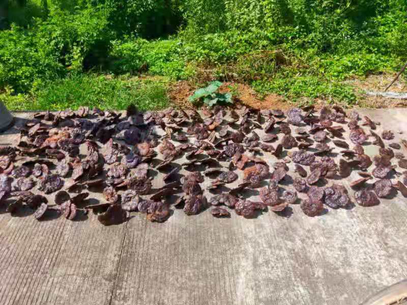 葛根灵芝片原材料展示