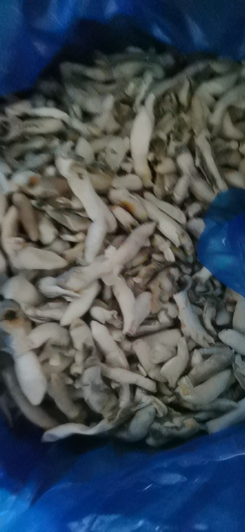 单冻蛏子