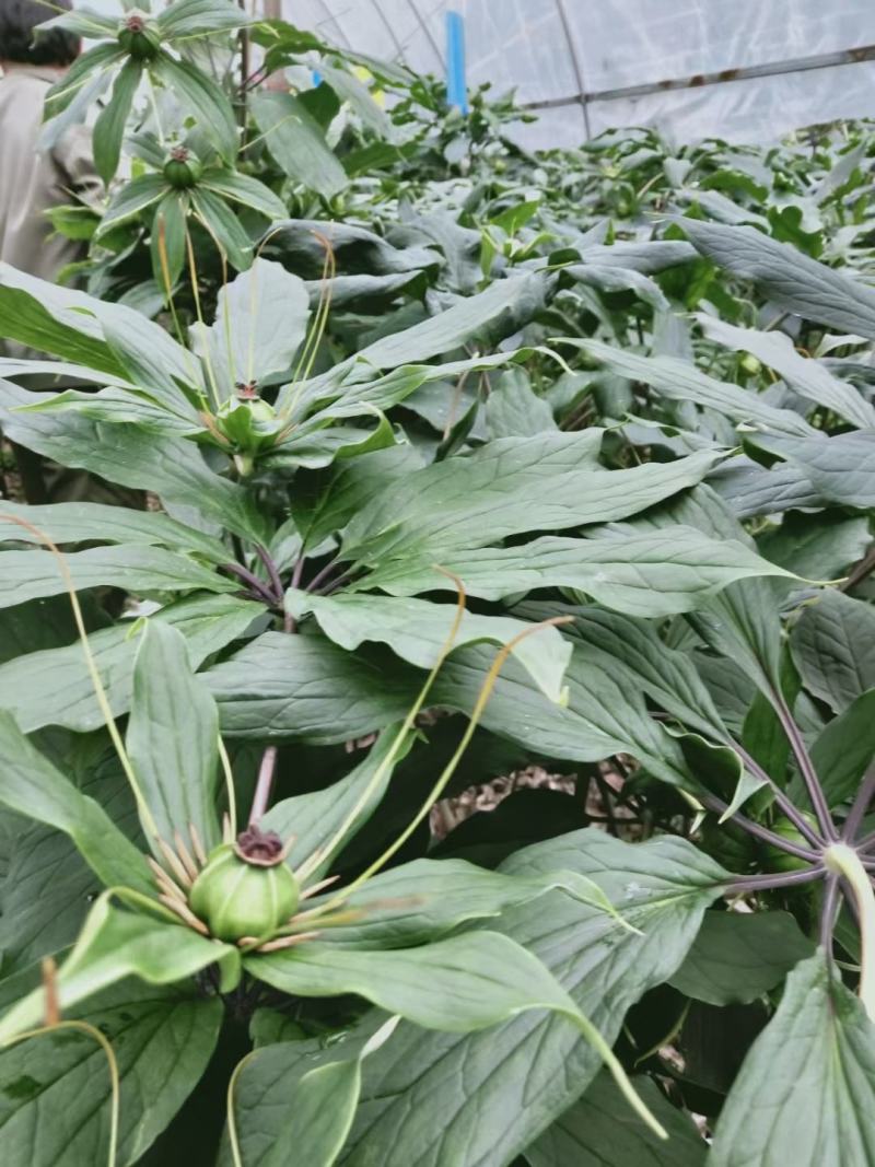 云南滇重楼质量保证自产自销