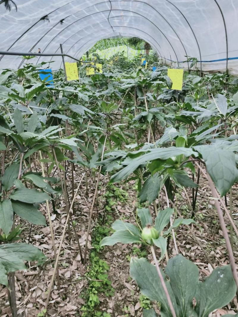 云南滇重楼质量保证自产自销
