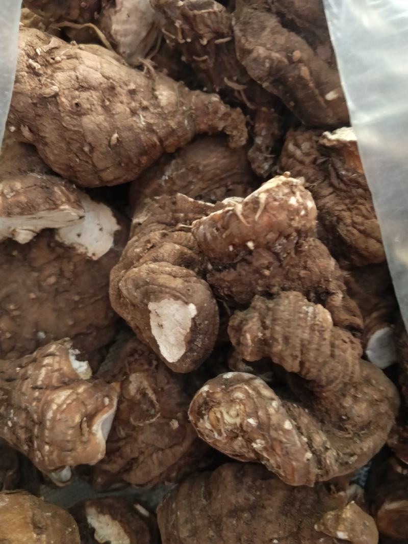 云南滇重楼质量保证自产自销
