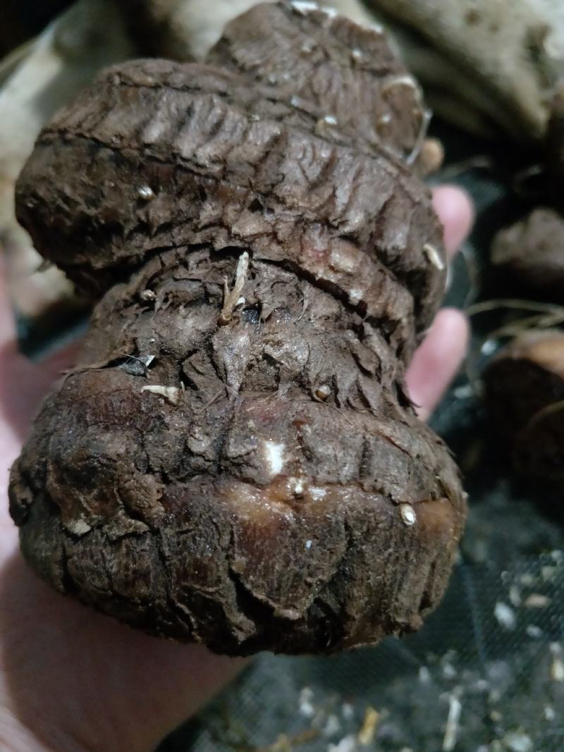 云南滇重楼质量保证自产自销