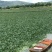 湖北清水湖菱角