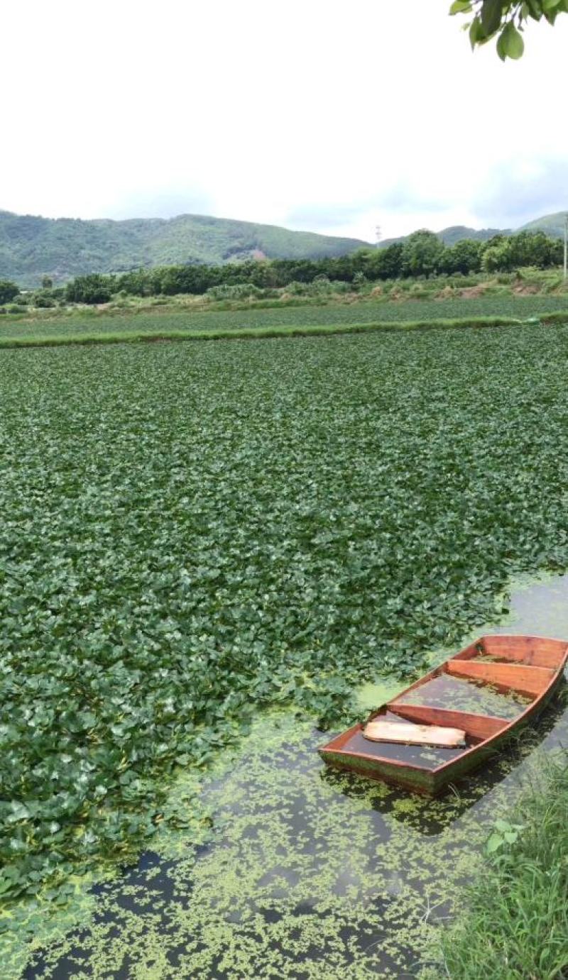 湖北清水湖菱角