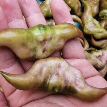 湖北清水湖菱角