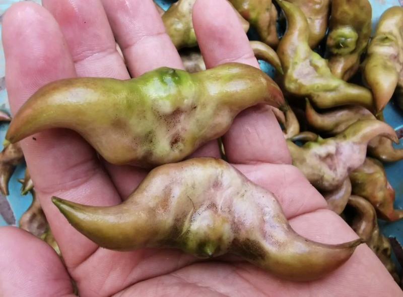 湖北清水湖菱角