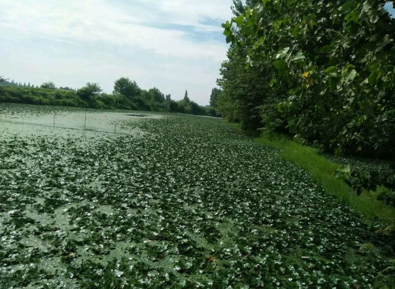 湖北清水湖菱角
