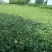 湖北清水湖菱角