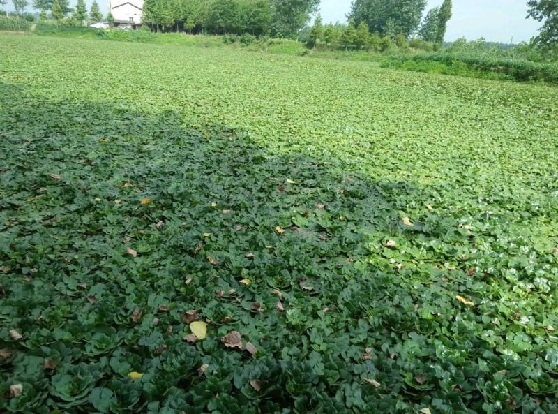 湖北清水湖菱角