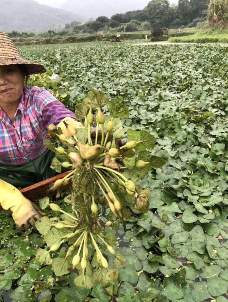 湖北清水湖菱角