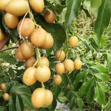黑黄皮苗，鸡心黄皮果苗，黄皮实生苗，鸡心黄皮树，