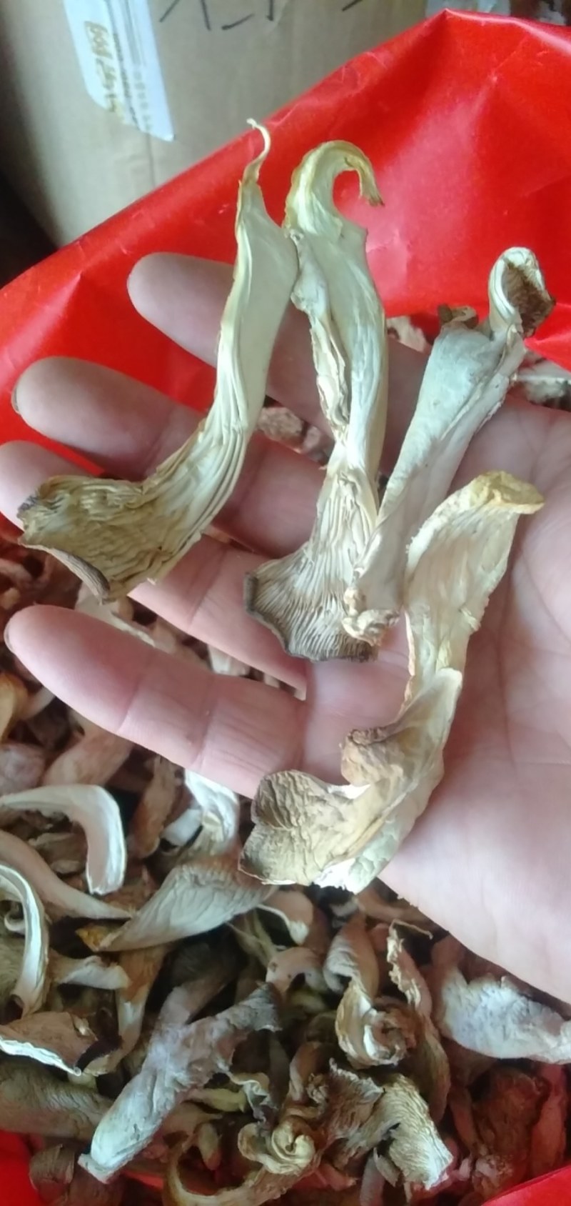 大量批发干平菇