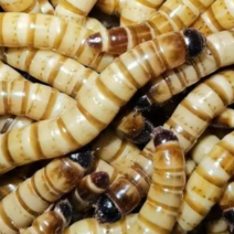 蛋白虫养殖回收与批发本人养殖大麦虫有一定养殖经验寻求合作