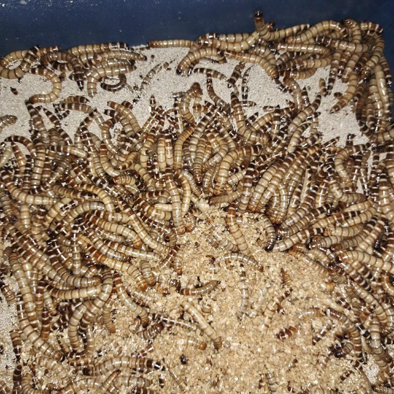 蛋白虫养殖回收与批发本人养殖大麦虫有一定养殖经验寻求合作