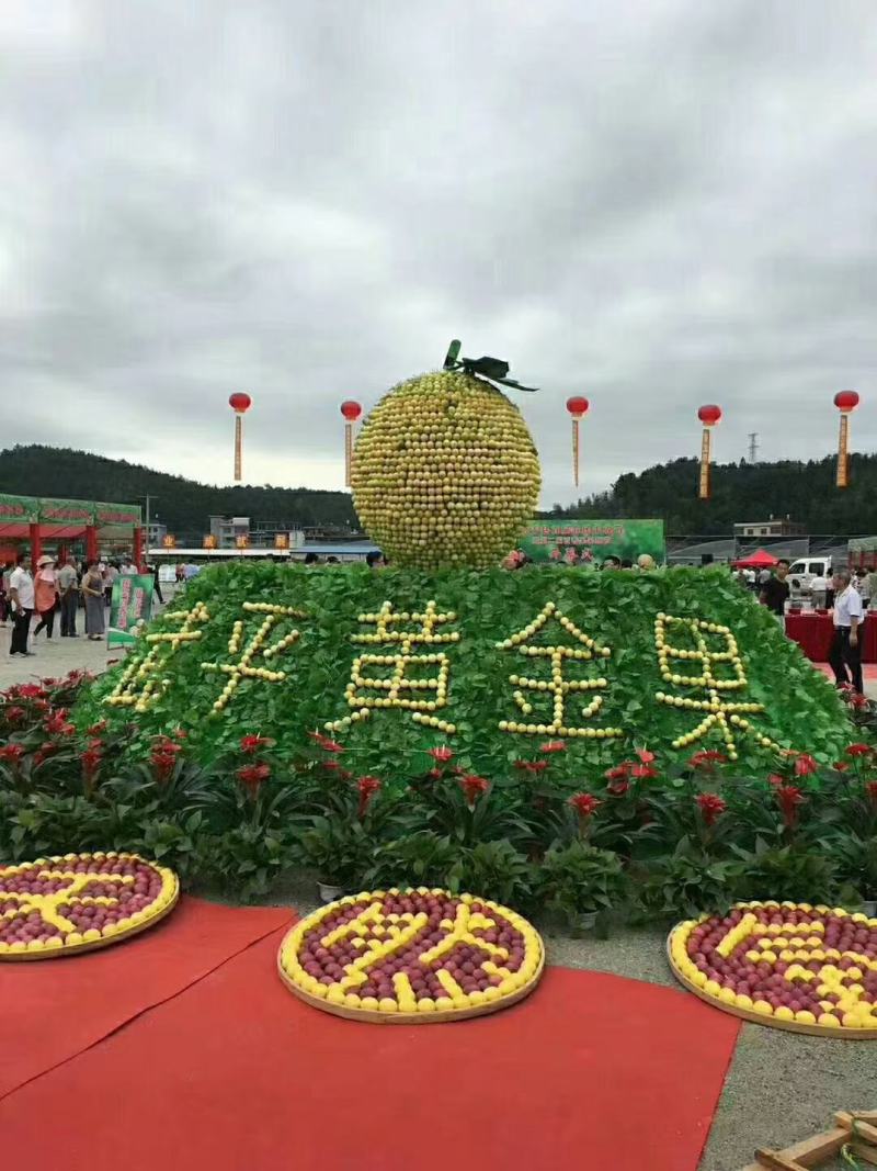 福建武平黄金百香果。自家种的，