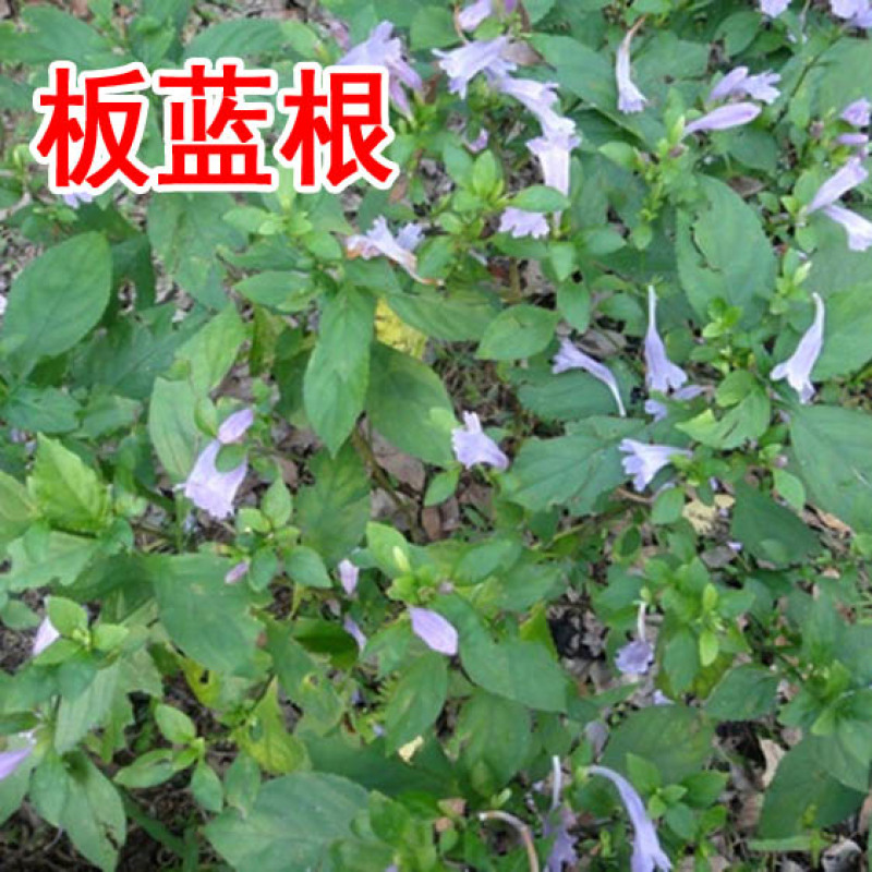 板蓝根种子四季蔬菜孑食用特色野菜大青叶中药材种籽阳台盆栽