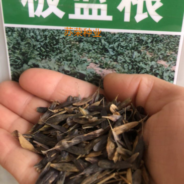 板蓝根种子四季蔬菜孑食用特色野菜大青叶中药材种籽阳台盆栽