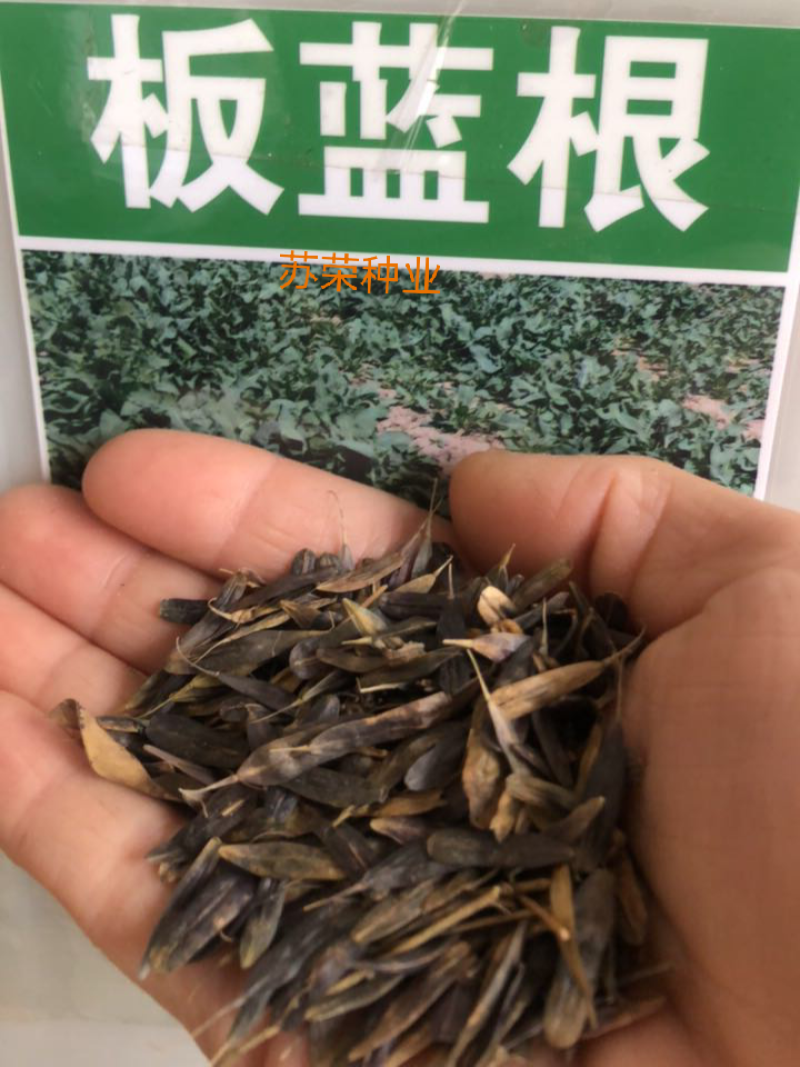 板蓝根种子四季蔬菜孑食用特色野菜大青叶中药材种籽阳台盆栽