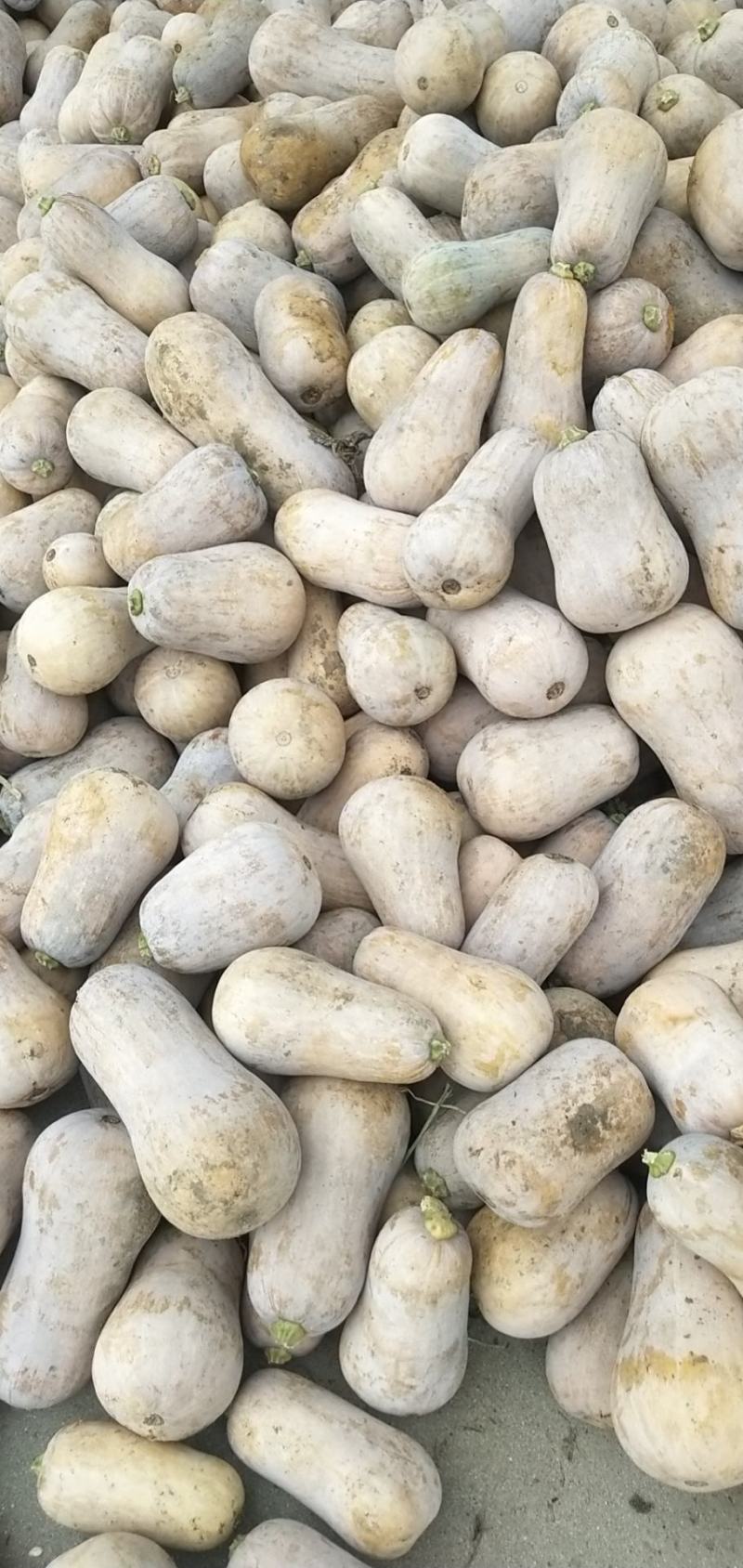 枕头南瓜，大量上市，颜色漂亮，口感好，产地直供