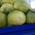 精品苞菜种植高原