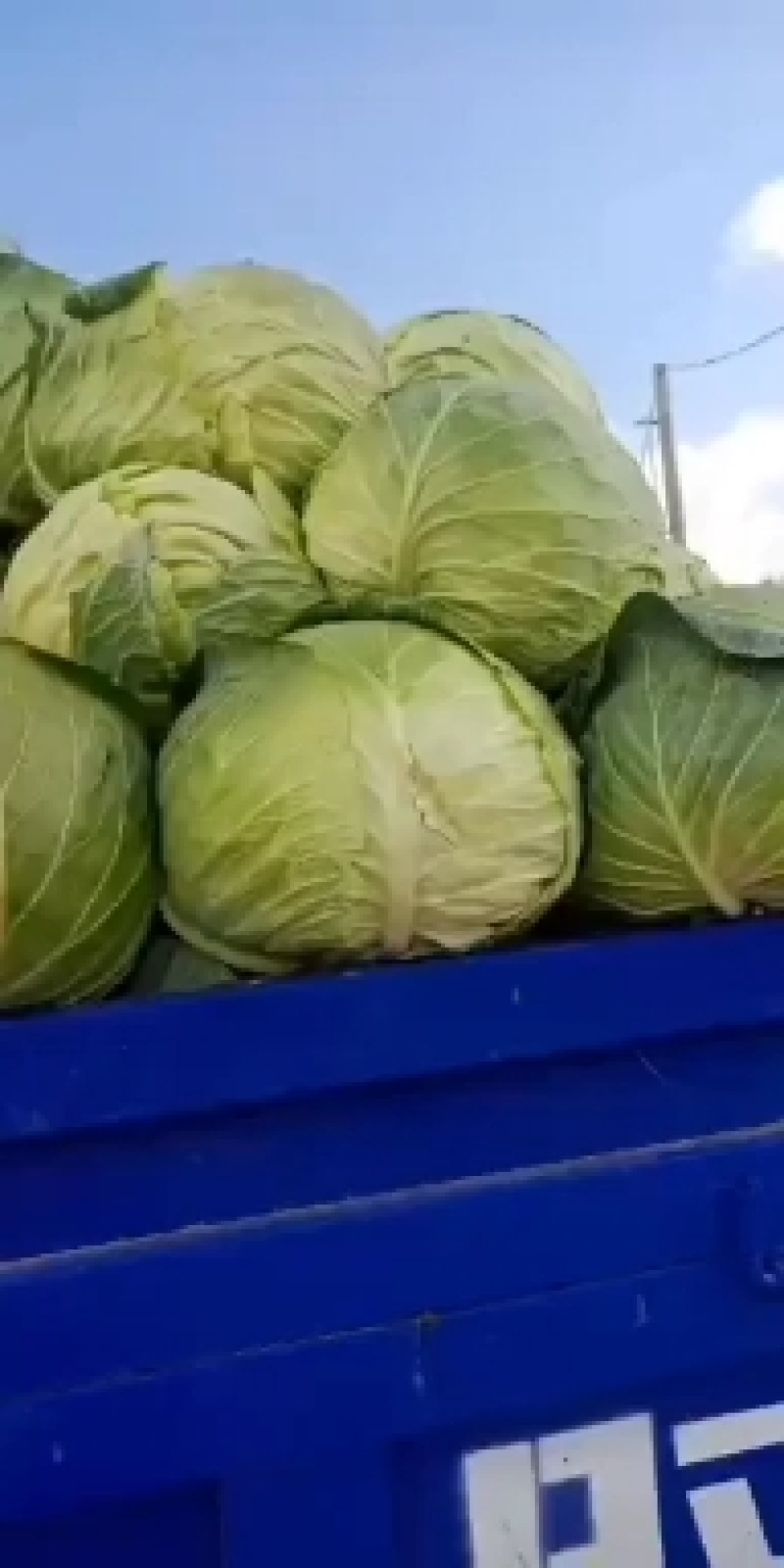 精品苞菜种植高原