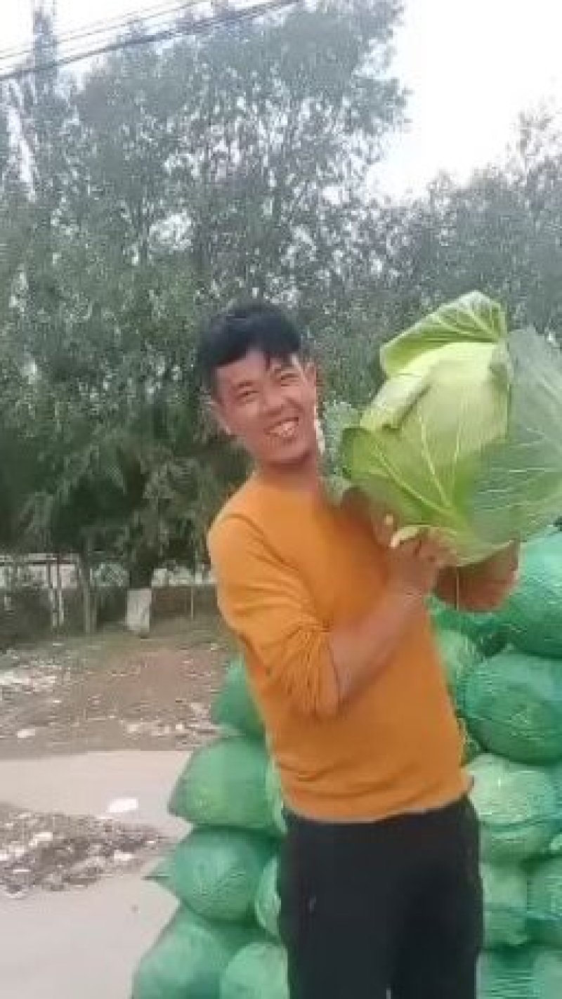 精品苞菜种植高原