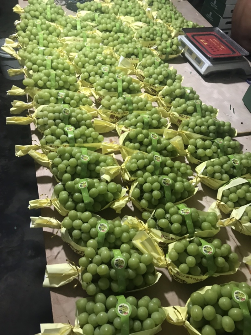 阳光玫瑰，浙江慈溪市杭州湾晴王葡萄新鲜上市，欢迎致电采购
