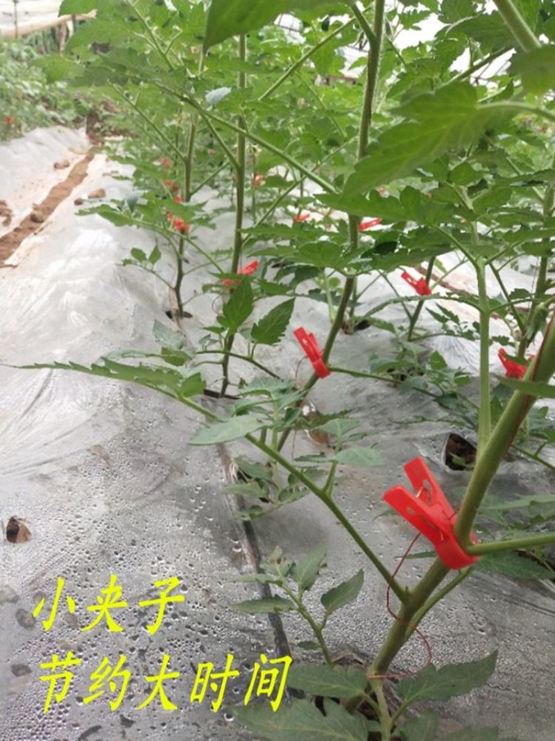 绑蔓夹吊秧夹大棚蔬菜夹黄瓜西红柿辣椒西瓜吊蔓夹辣椒吊蔓夹