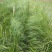 花叶蒲伟种子草本植物庭院园林绿植量大优惠