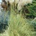 花叶蒲伟种子草本植物庭院园林绿植量大优惠