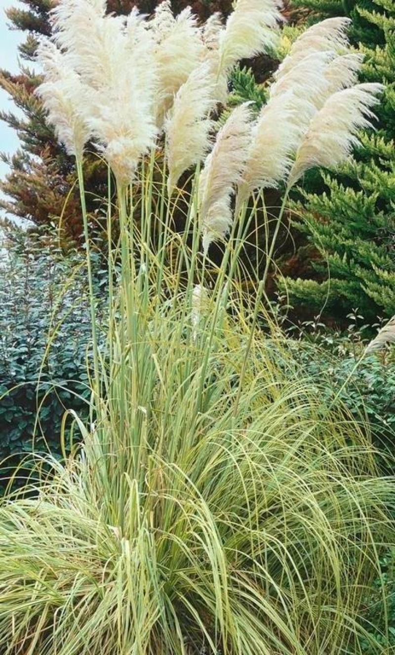 花叶蒲伟种子草本植物庭院园林绿植量大优惠