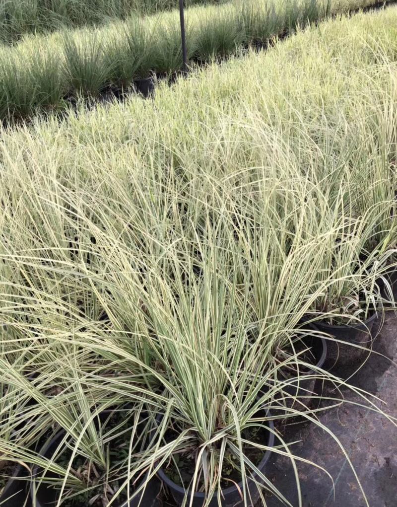 花叶蒲伟种子草本植物庭院园林绿植量大优惠
