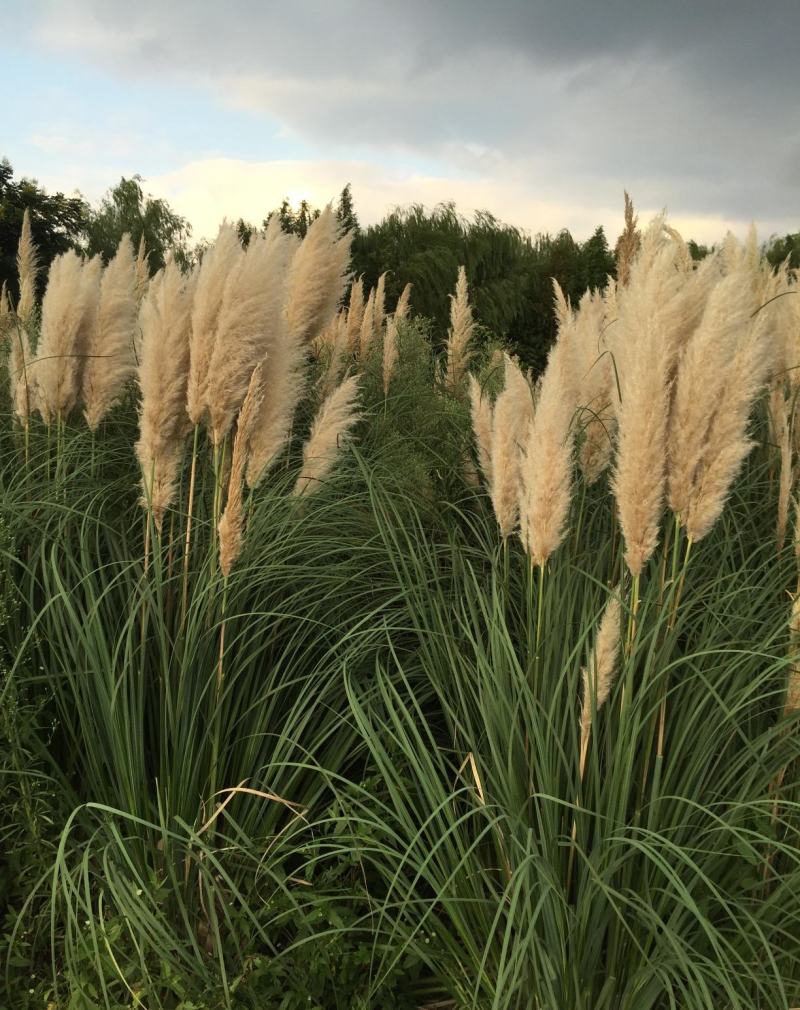 花叶蒲伟种子草本植物庭院园林绿植量大优惠