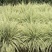 花叶蒲伟种子草本植物庭院园林绿植量大优惠