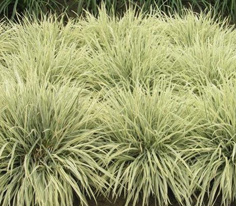 花叶蒲伟种子草本植物庭院园林绿植量大优惠