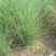 花叶蒲伟种子草本植物庭院园林绿植量大优惠