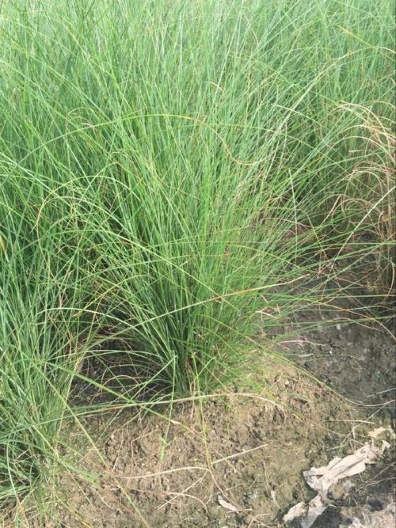花叶蒲伟种子草本植物庭院园林绿植量大优惠