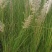 花叶蒲伟种子草本植物庭院园林绿植量大优惠