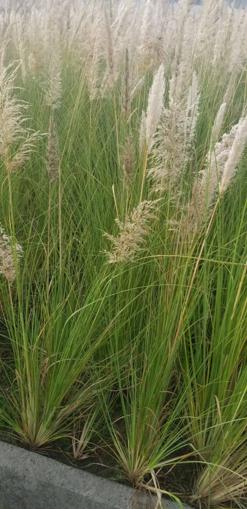 花叶蒲伟种子草本植物庭院园林绿植量大优惠