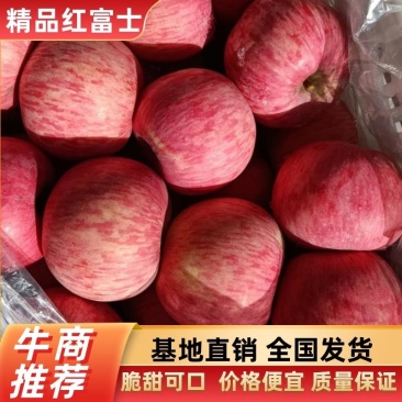【精选】红富士苹果。冷库红富士苹果精选红富士苹果一手货源