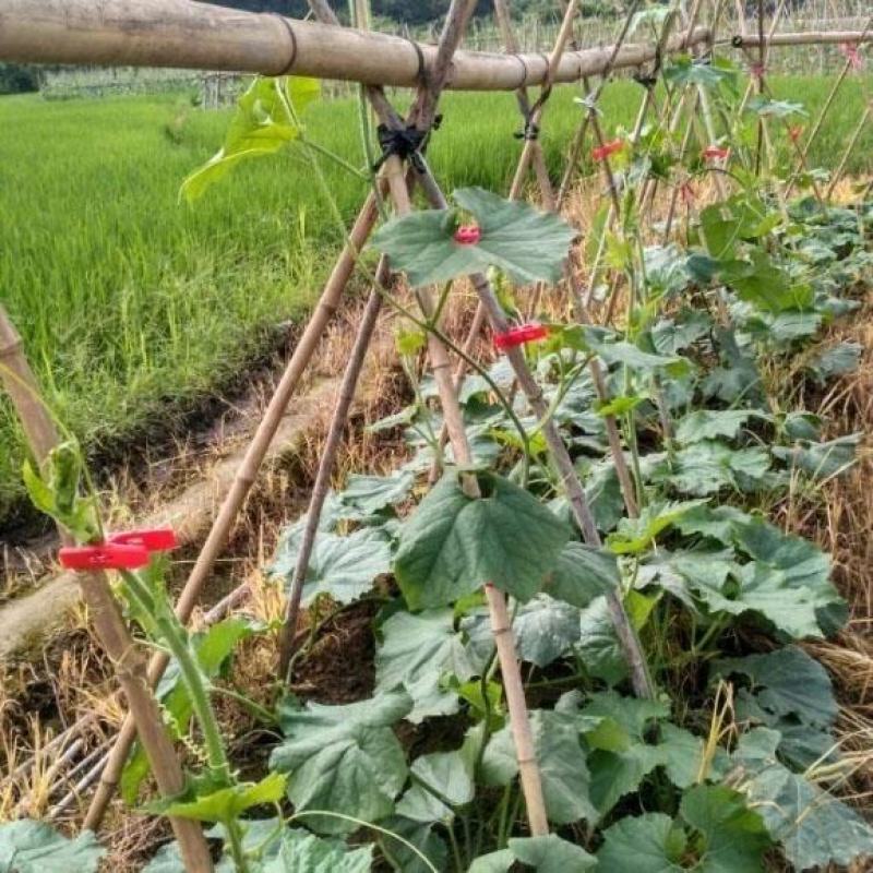 大棚蔬菜夹绑秧夹绑蔓夹黄瓜西红柿辣椒吊秧夹吊蔓夹塑料夹子