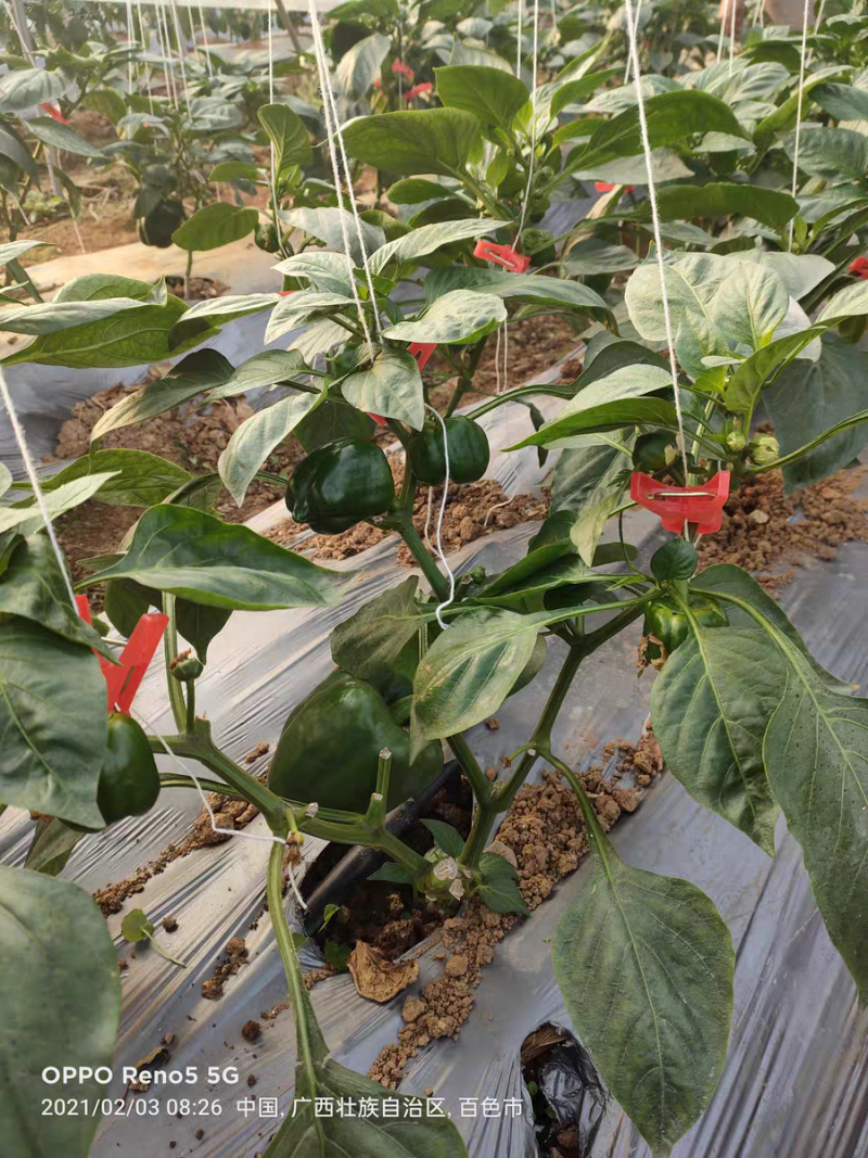 大棚蔬菜夹绑秧夹绑蔓夹黄瓜西红柿辣椒吊秧夹吊蔓夹塑料夹子