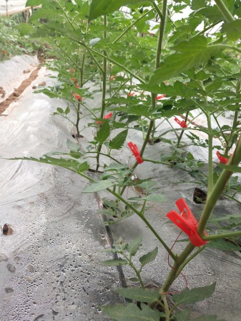 长嘴加厚加强款1.2口径绑蔓夹蔬菜夹辣椒黄瓜吊蔓夹吊秧夹