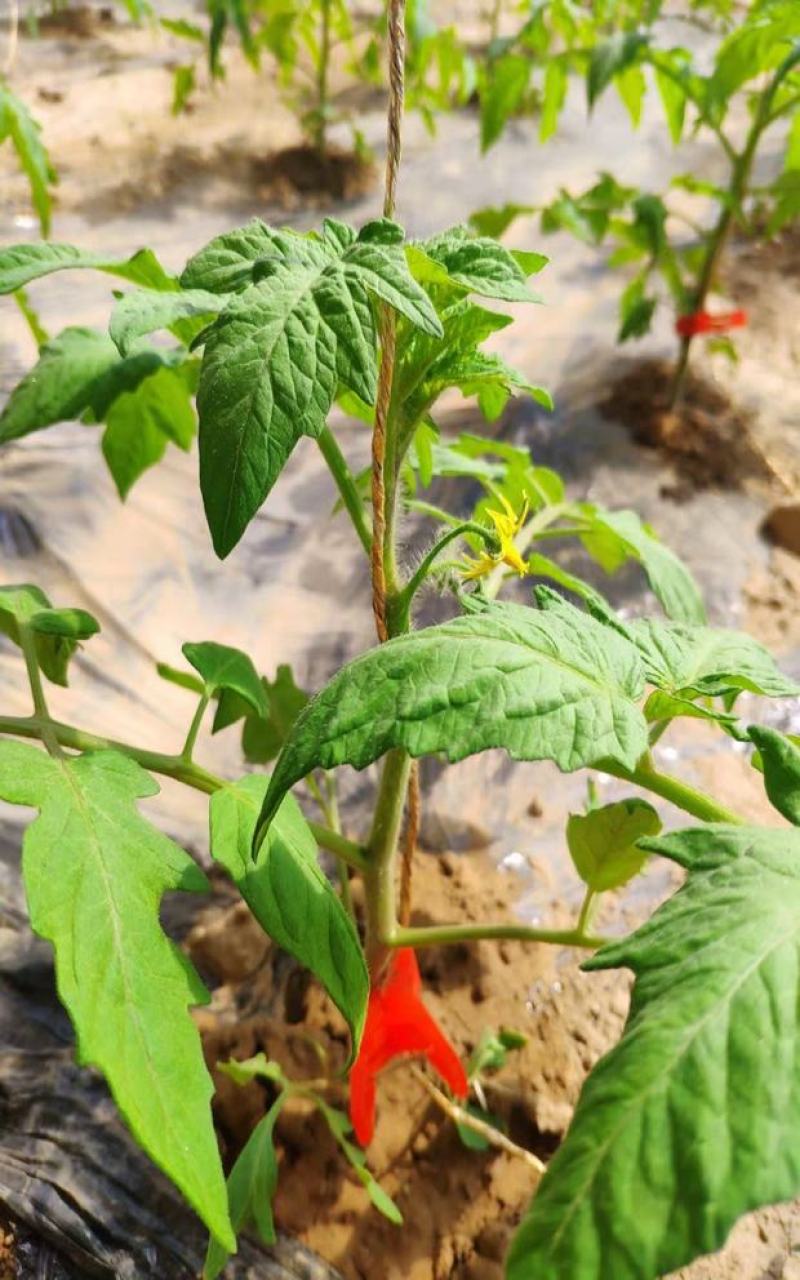 长嘴加厚加强款1.2口径绑蔓夹蔬菜夹辣椒黄瓜吊蔓夹吊秧夹