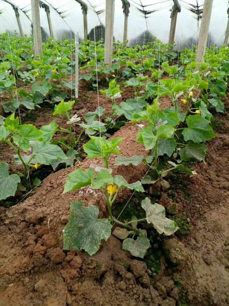 长嘴加厚加强款1.2口径绑蔓夹蔬菜夹辣椒黄瓜吊蔓夹吊秧夹