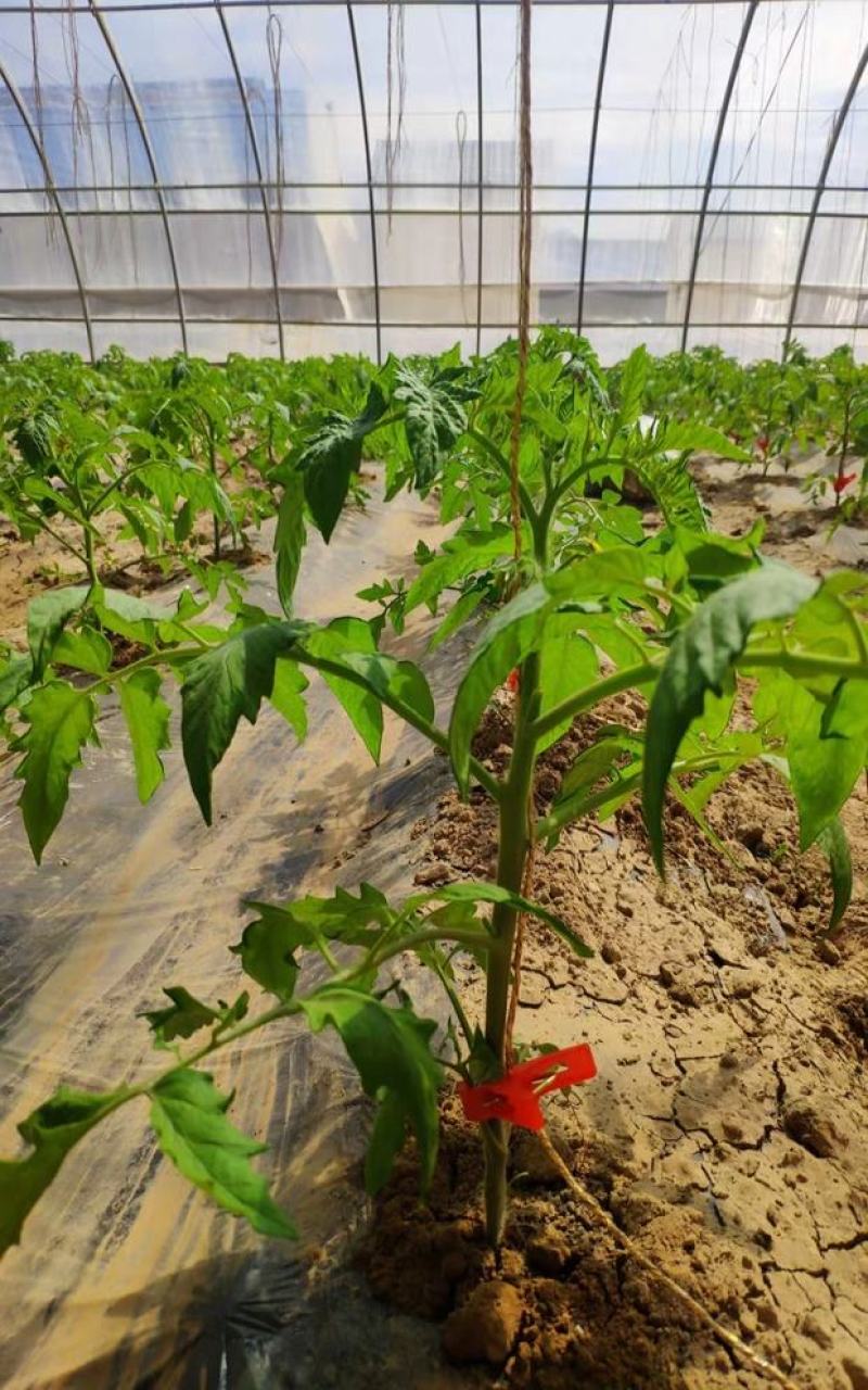 长嘴加厚加强款1.2口径绑蔓夹蔬菜夹辣椒黄瓜吊蔓夹吊秧夹