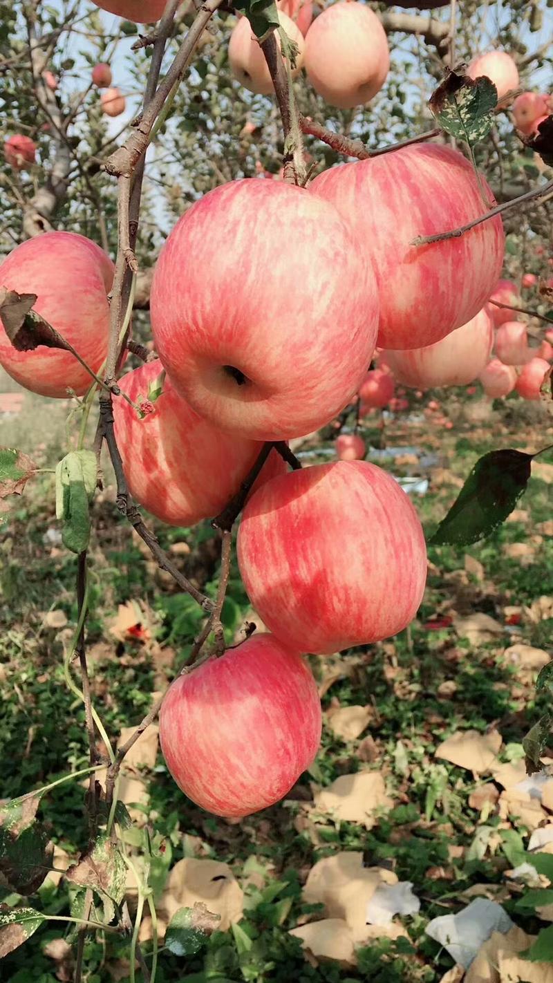 正宗山区红富士苹果产地代收代发，保质保量，全国发货